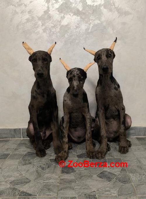 Doberman 