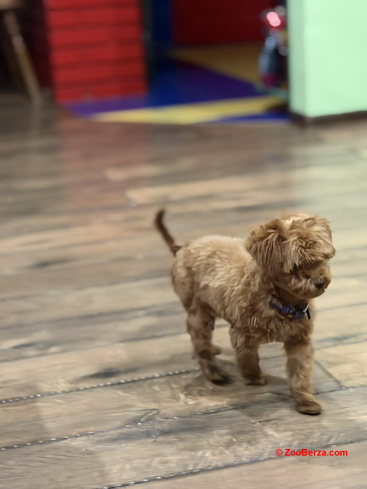 Toy Pudle na prodaju