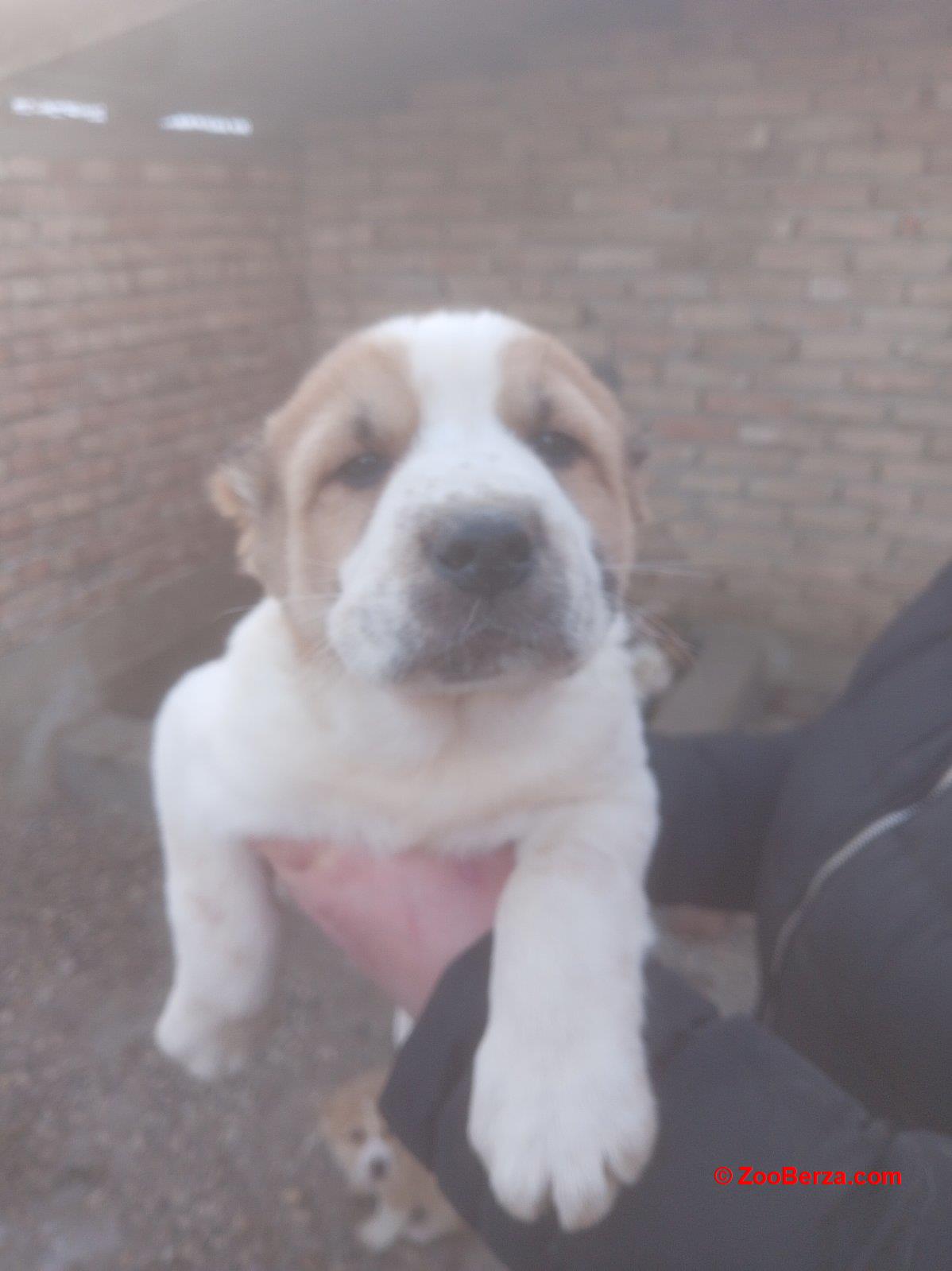 Srednjeazijski ovčar VRHUNSKI štenci