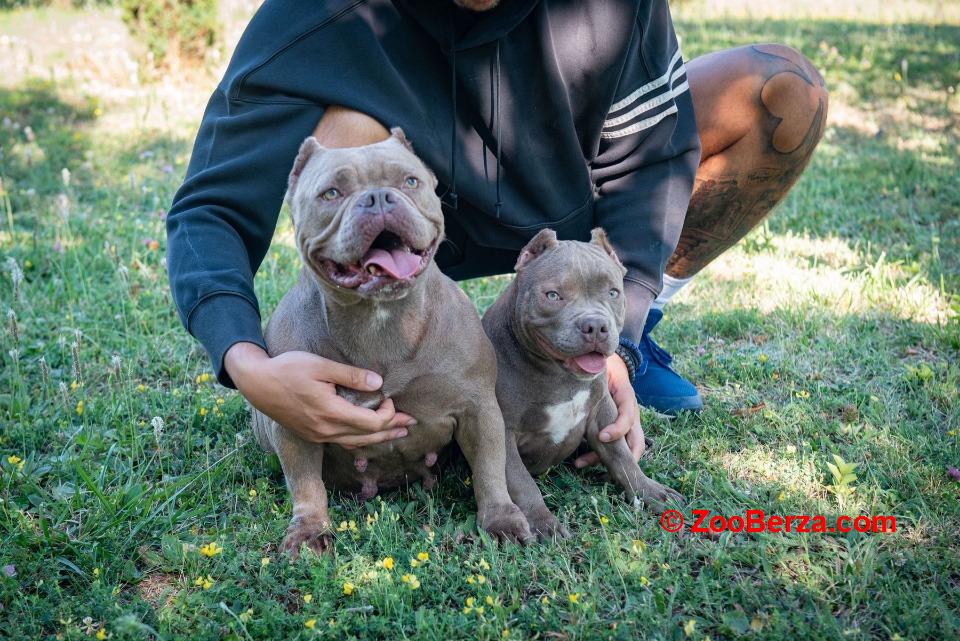 American bully 
