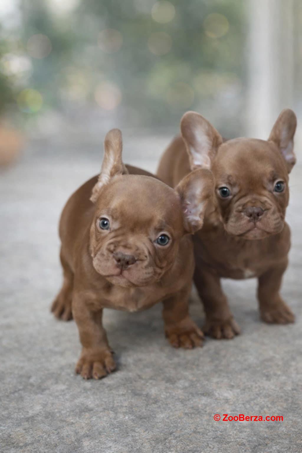 Sivi plavi francuski buldog