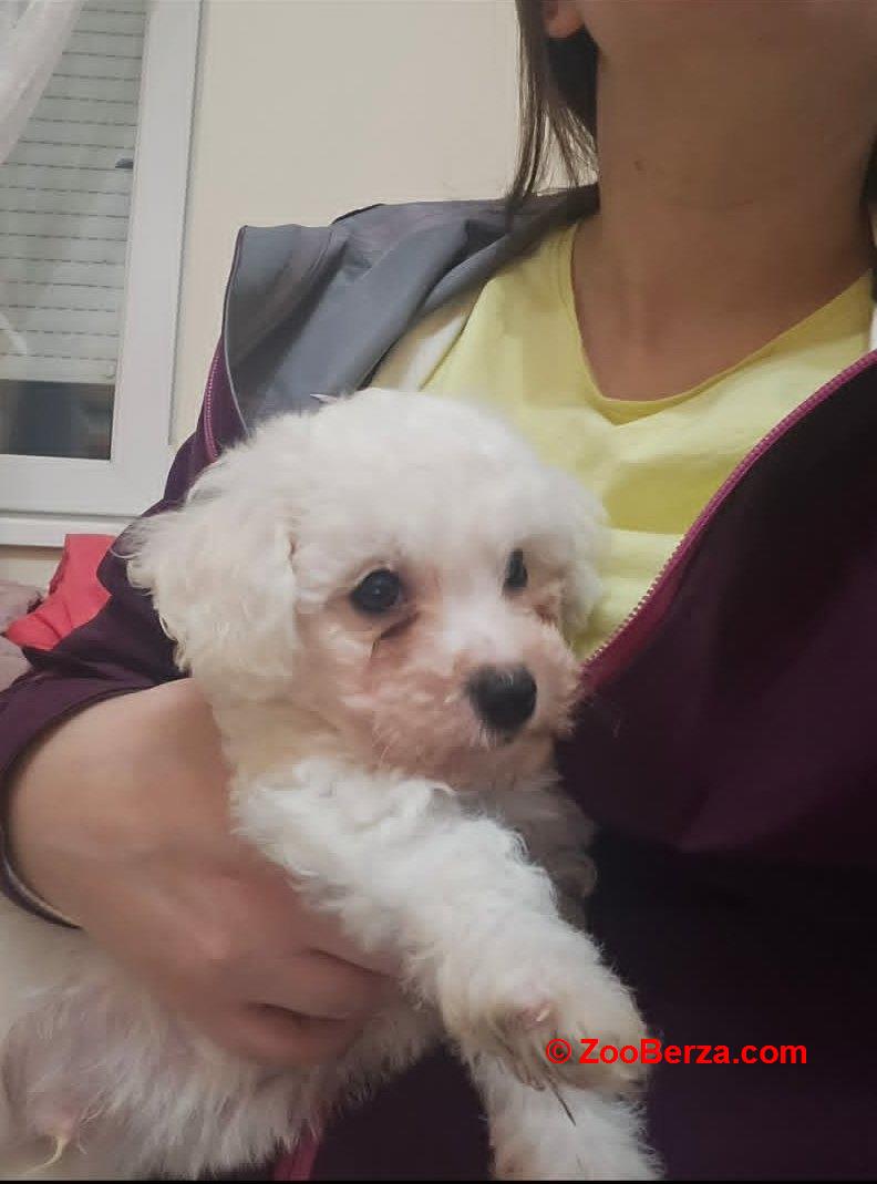 Kovrdžavi bišon (Bichon frise), štenci