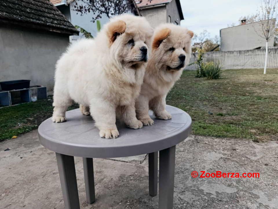 Na prodaju dva mužjaka chow chow stari tri meseca 