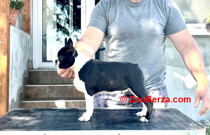 Boston terrier stenci