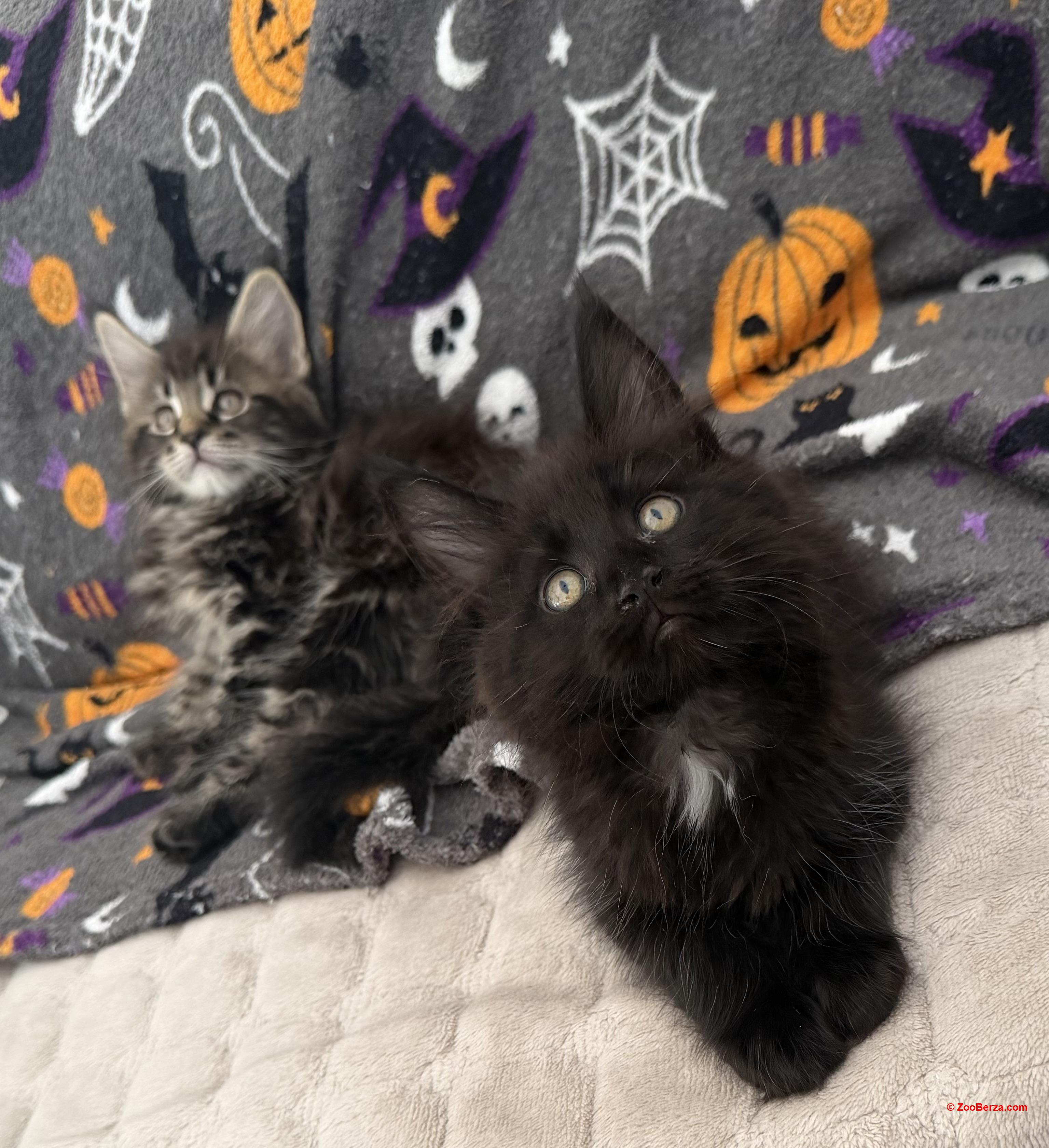 Maine coon