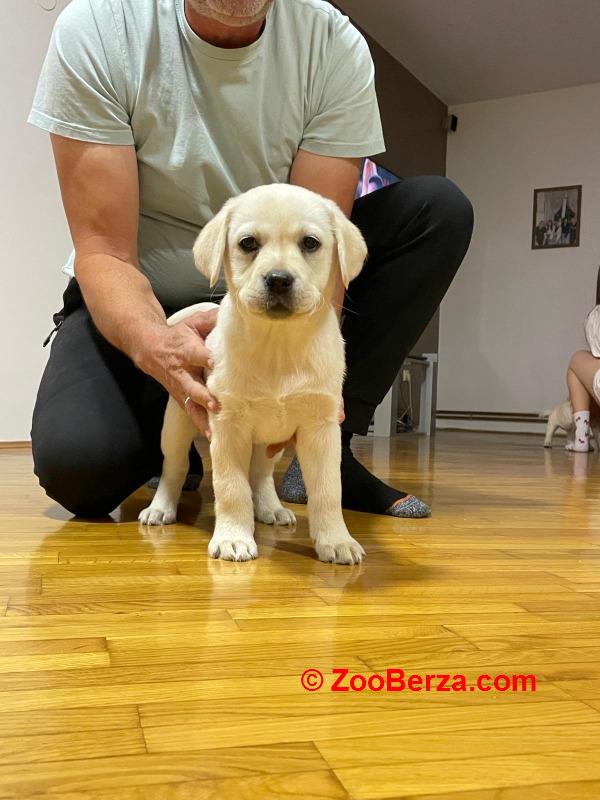 Labrador štenci