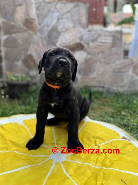 Cane Corso štenci