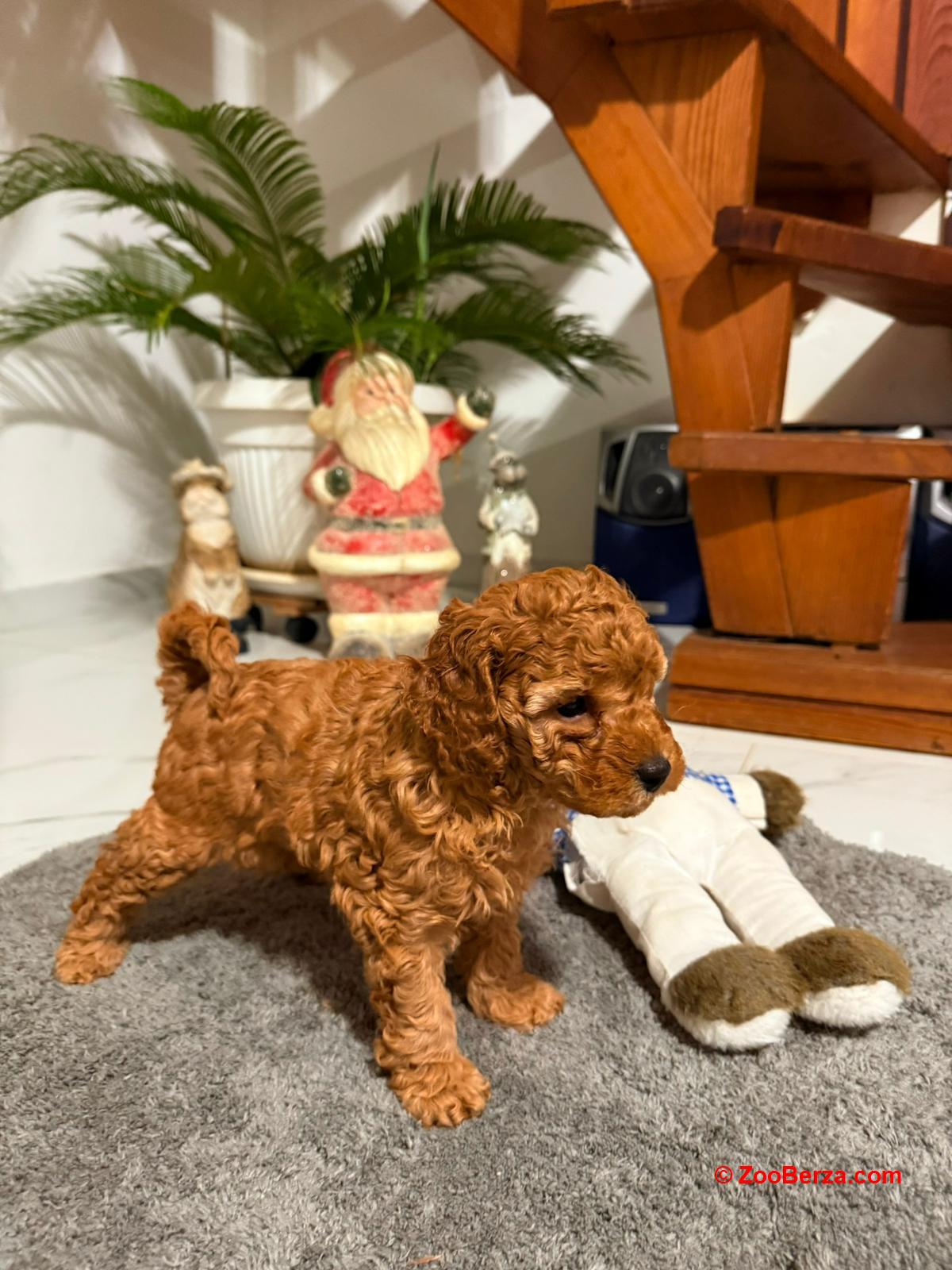 Crvena Toy Pudla žensko štene