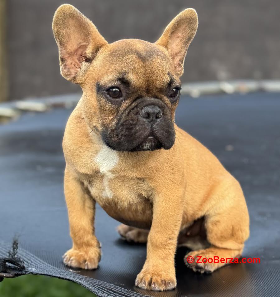 Francuski Buldog
