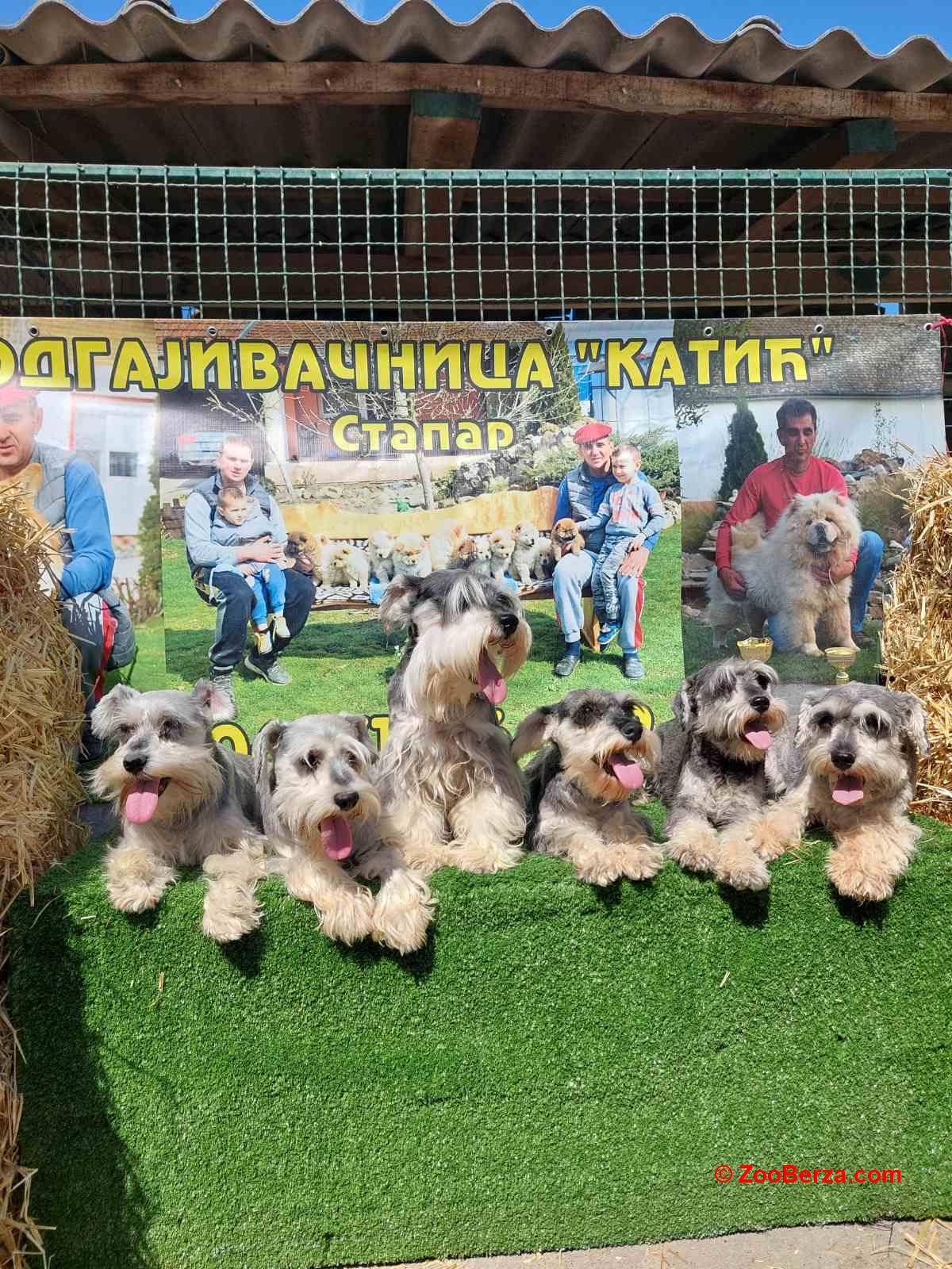 Patuljasti  Snauceri