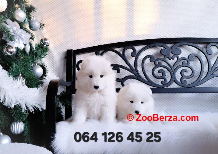 Samojed