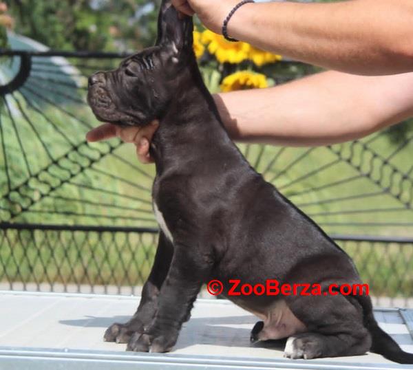 Cane Corso štenci 