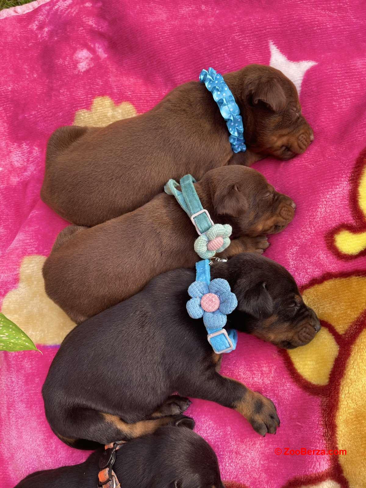 Doberman prelepi stenci