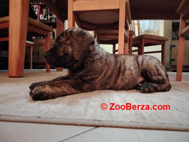 Presa Canario, vrhunsko leglo