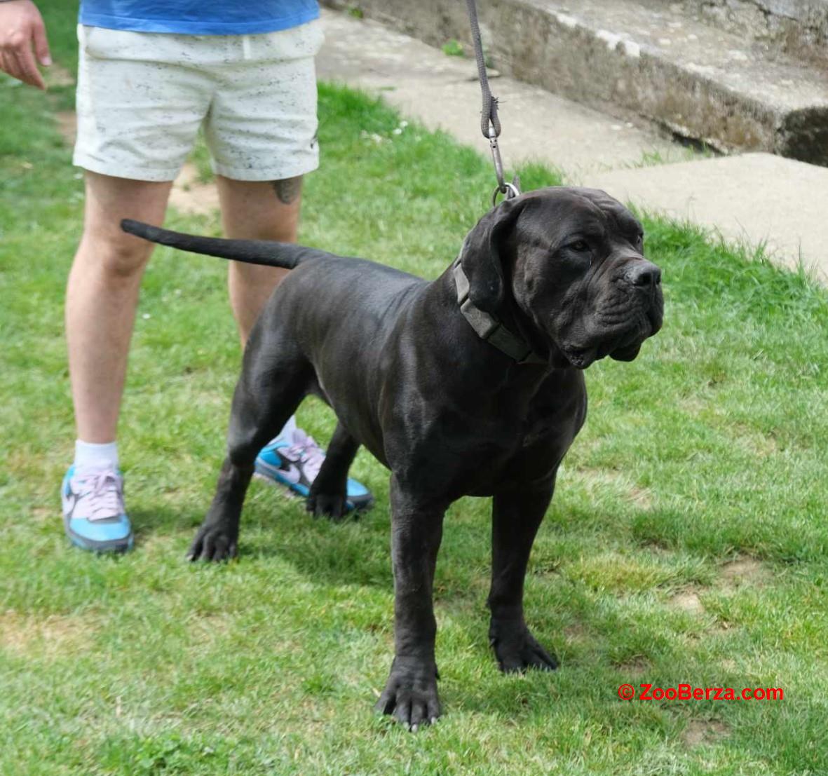 Boerboel Južnoafrički mastif stenci