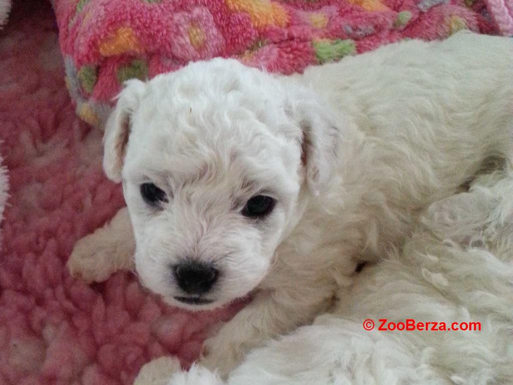 toy pudla