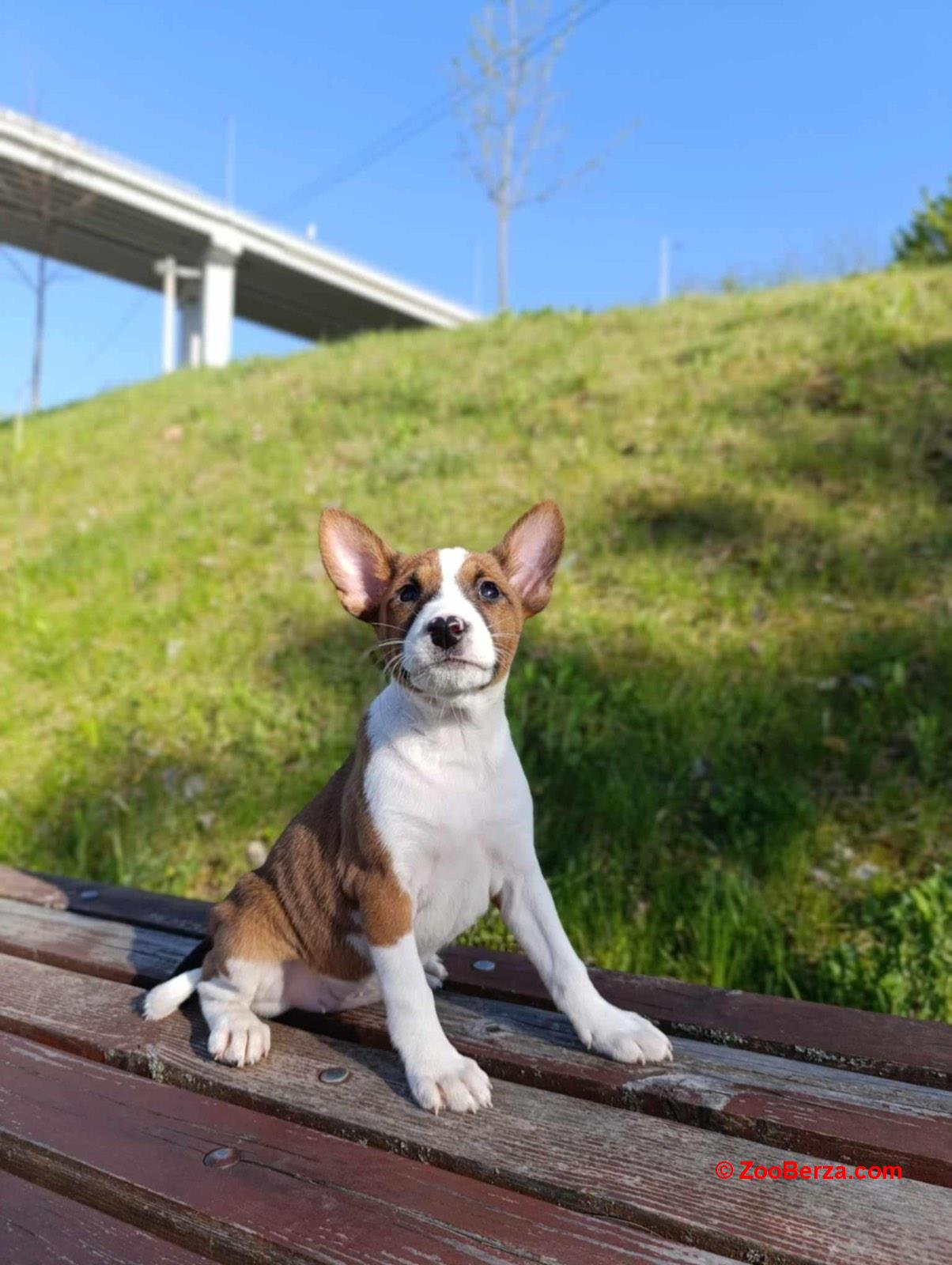 Basenji stenci