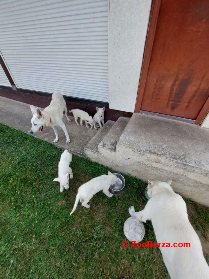 Beli švajcarski ovčar, štenci  vrhunskog porekla 