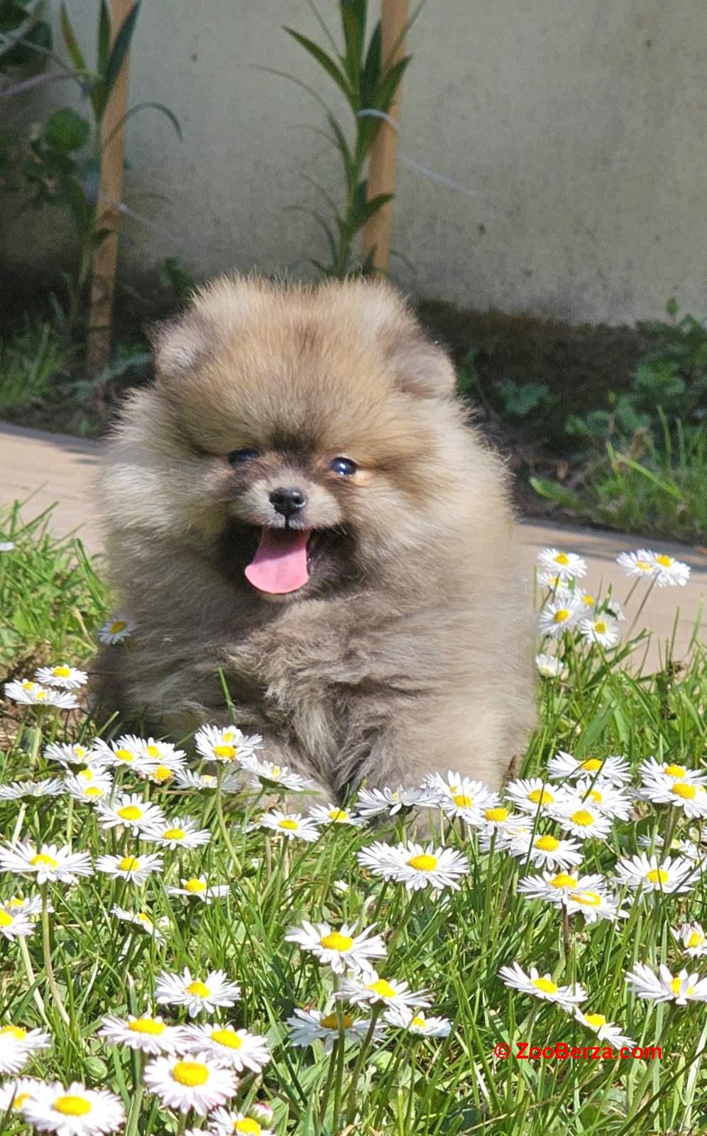 Pomeranac BOO medvedići, Pomeranski Špic