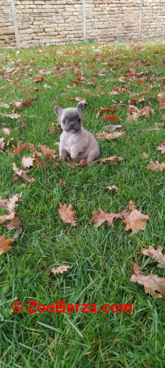 Francuski  buldog štenci egzotičnih boja
