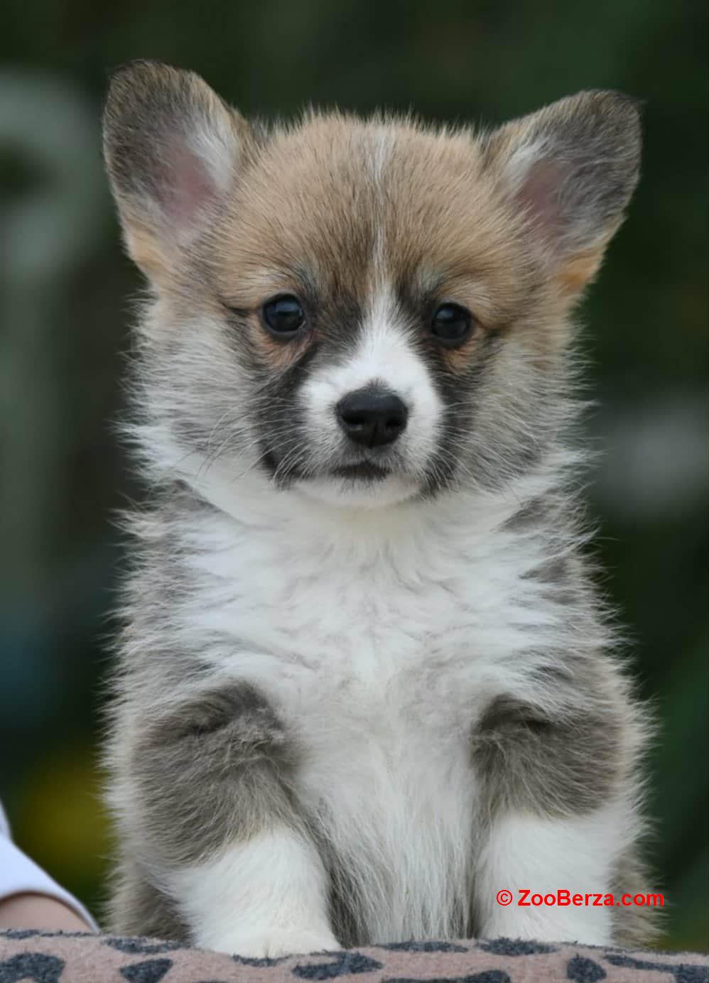 Velski korgi/Welsh Corgi Pembroke
