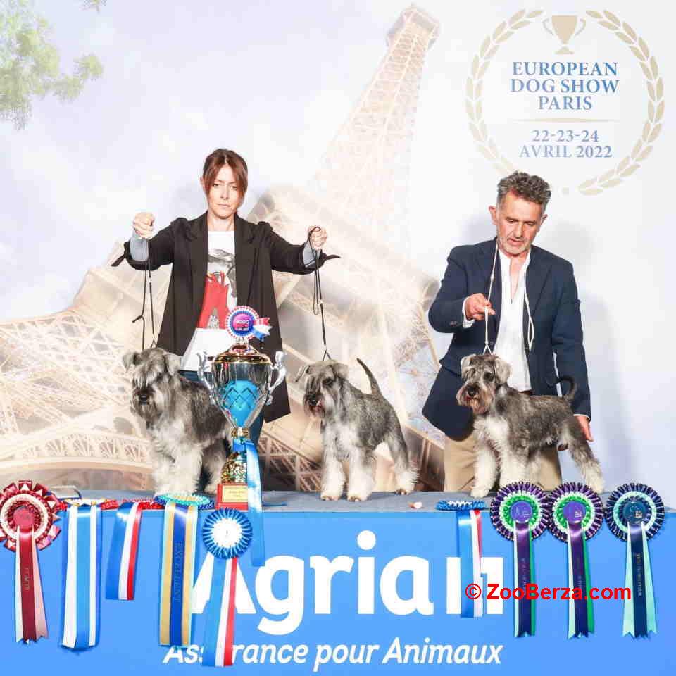 Patuljasti Snauceri biber so   