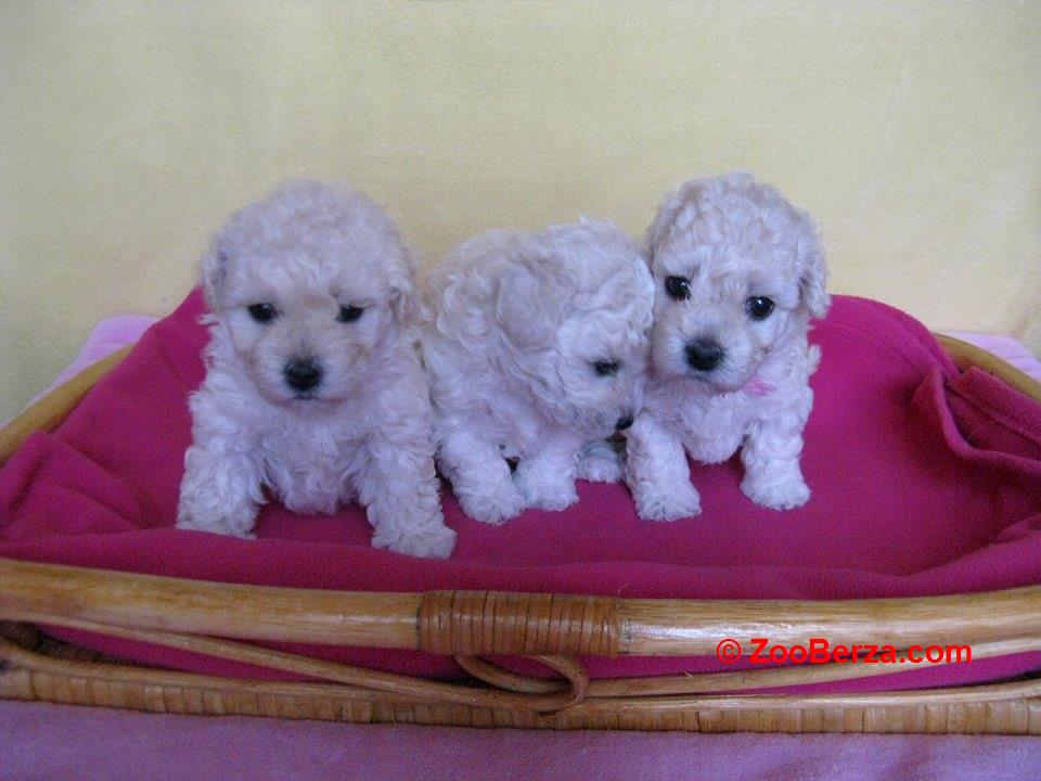 TOY PUDLA