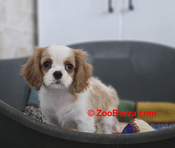 Cavalier king Charles spaniel štene 