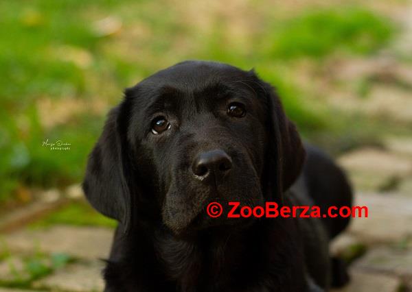 Labrador Retriver štenci 