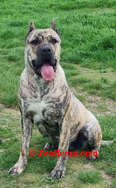 Presa Canario, vrhunsko leglo