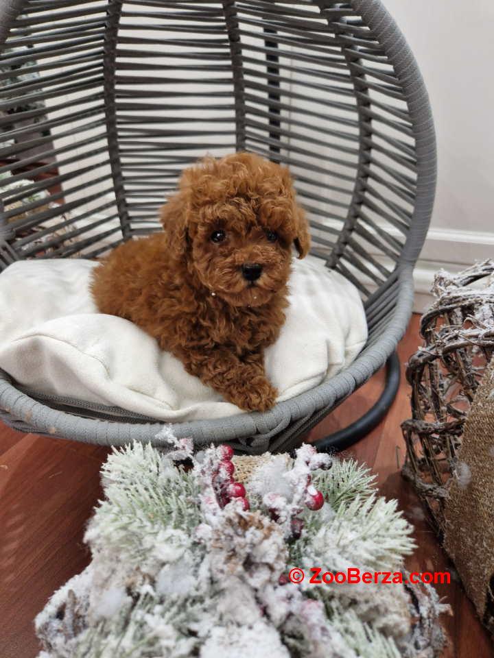 Registrovana odgajivacnica Hopy queen poodle  