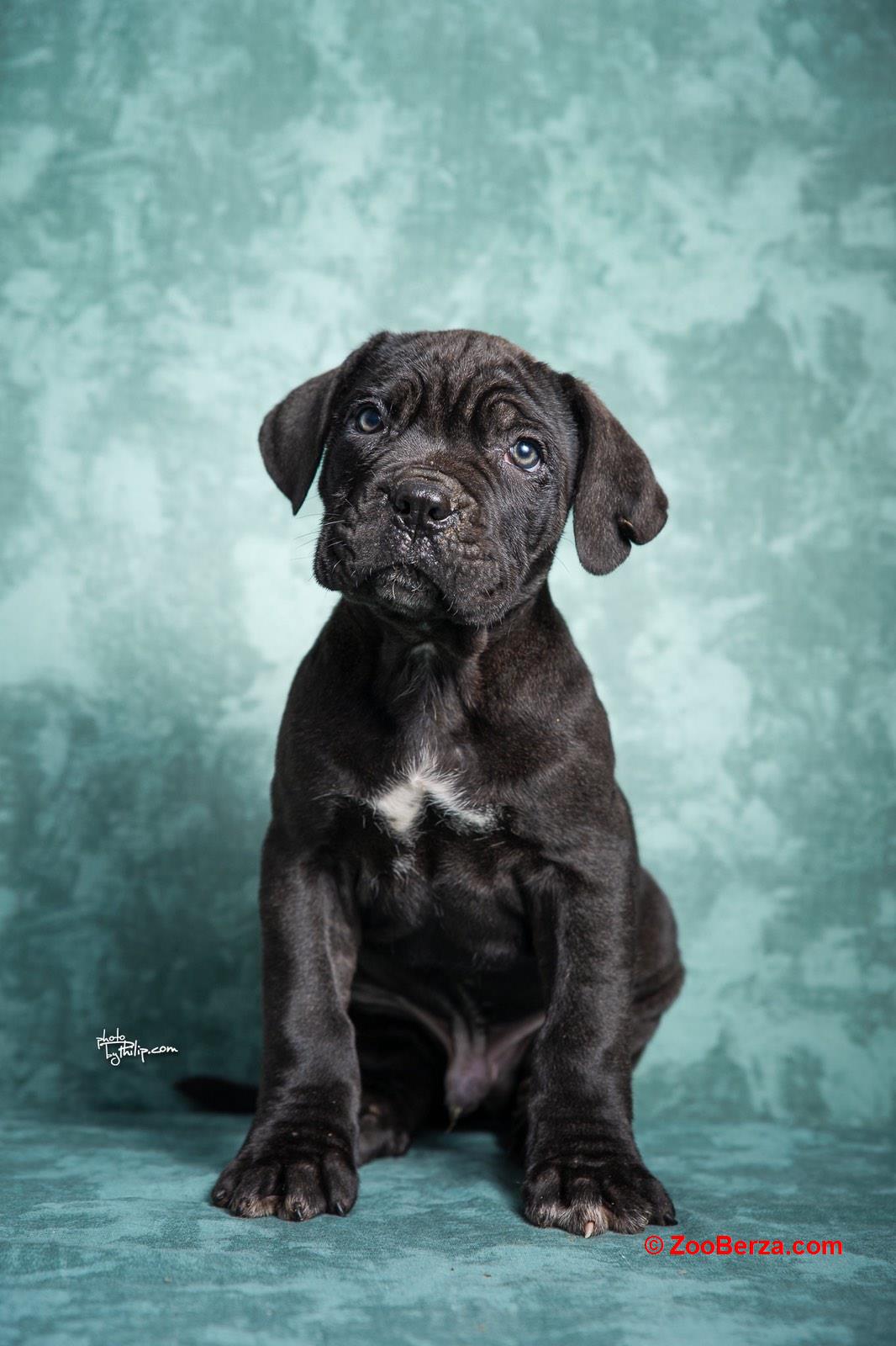 Cane Corso stenad