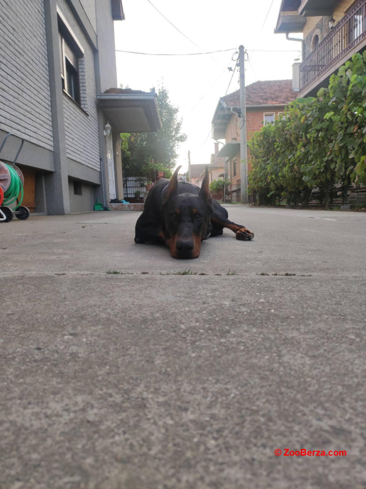 Doberman stenci