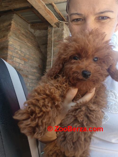Crvena toy pudla  
