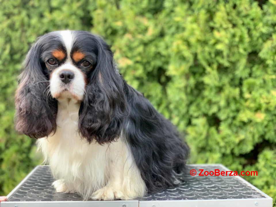 CAVALIER KING CHARLES  spaniel štenci   