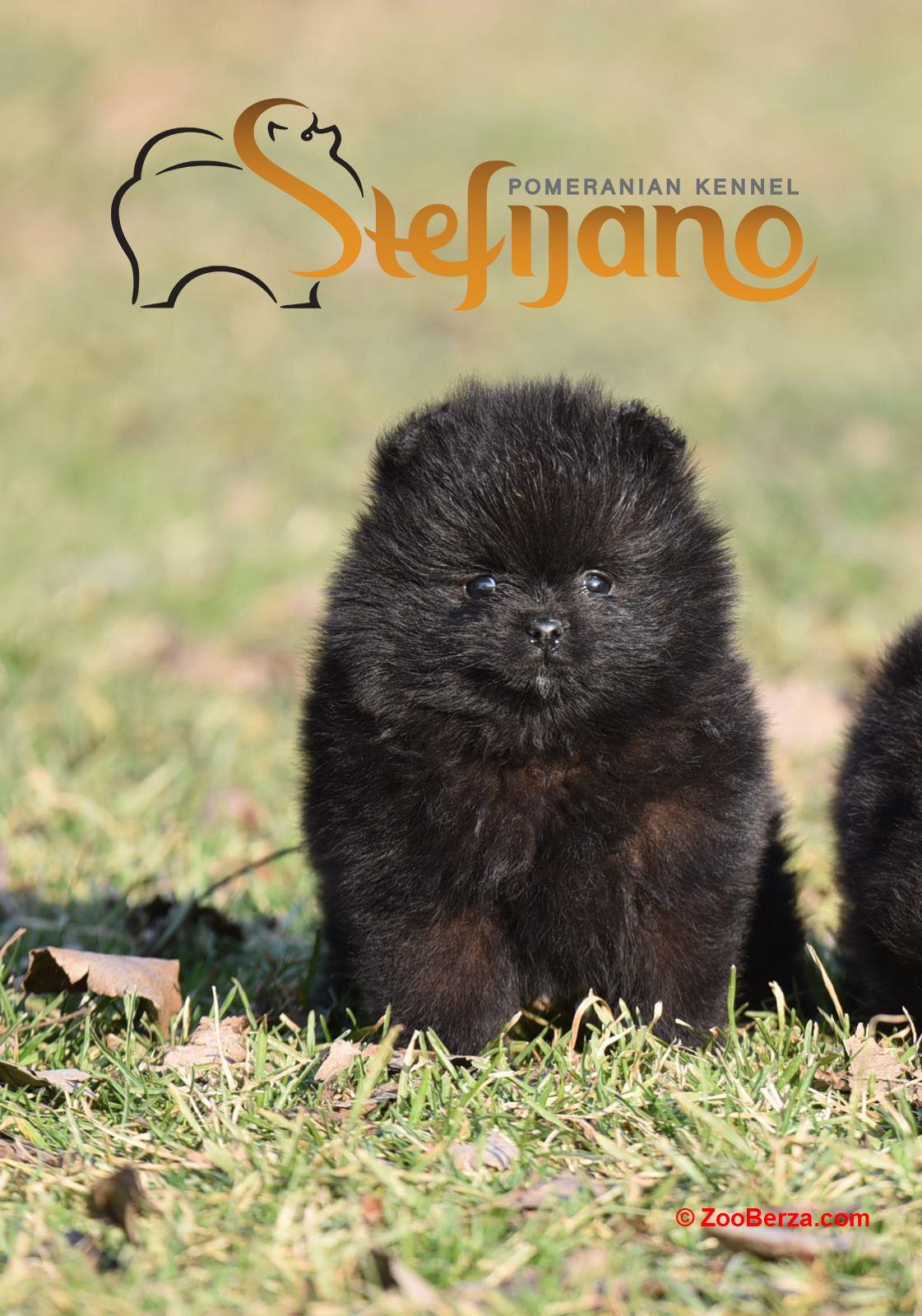 Pomeranac Boo štenci