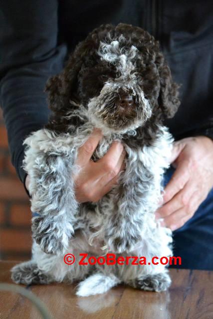 Lagotto Romagnolo štenci