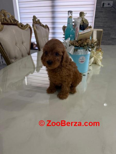 GOLDENDOODLE stenci