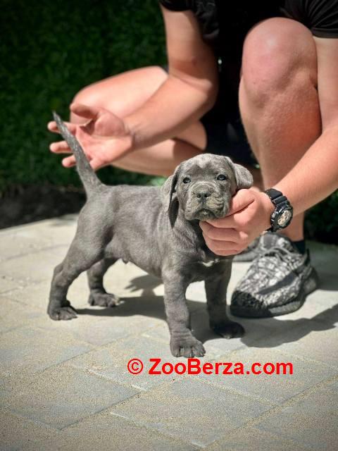 Cane Corso štenci