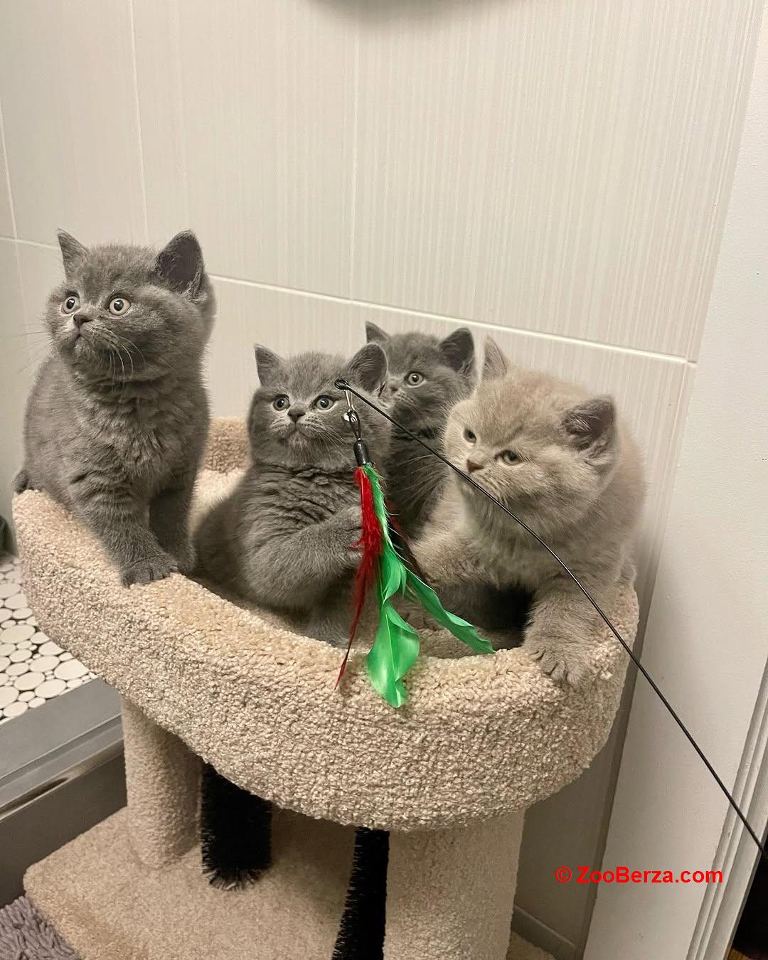 Prekrasni kratkodlaki mačići