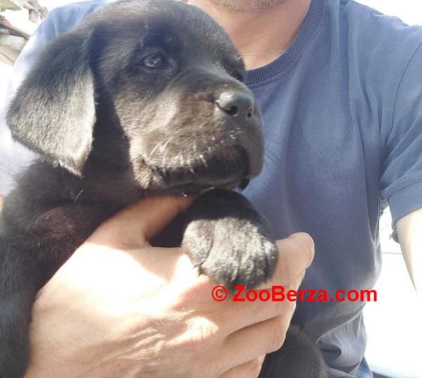 LABRADOR retriver, štenci šampionskog porekla