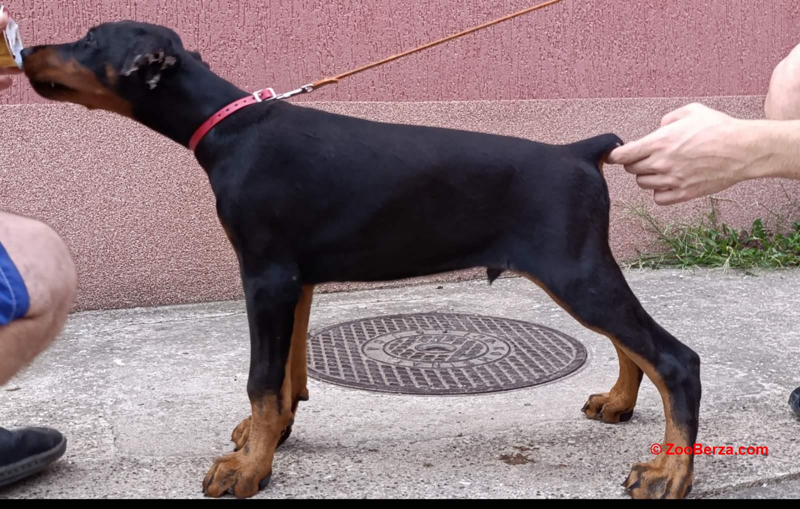 Štenci dobermana 