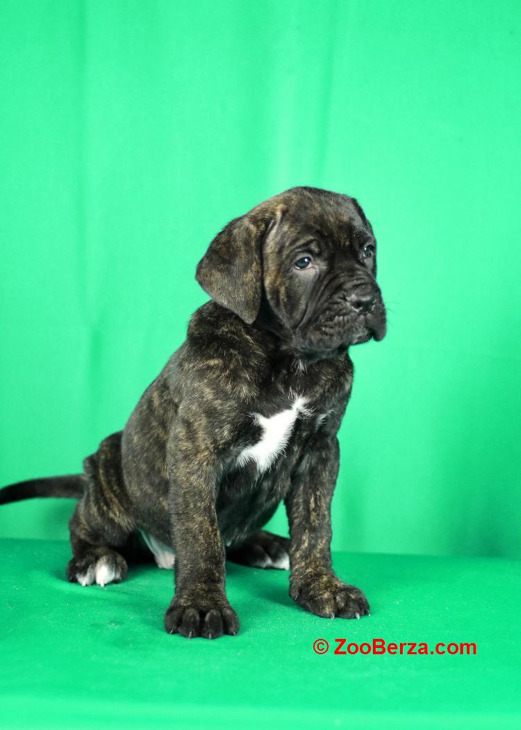 Cane Corso prelepi stenci