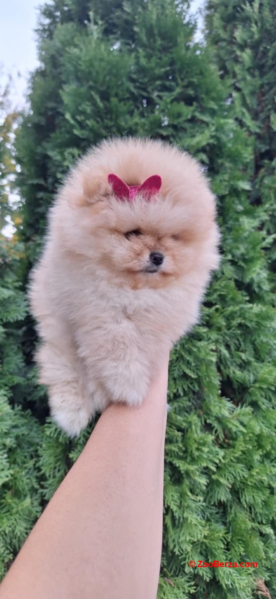 Pomeranac 