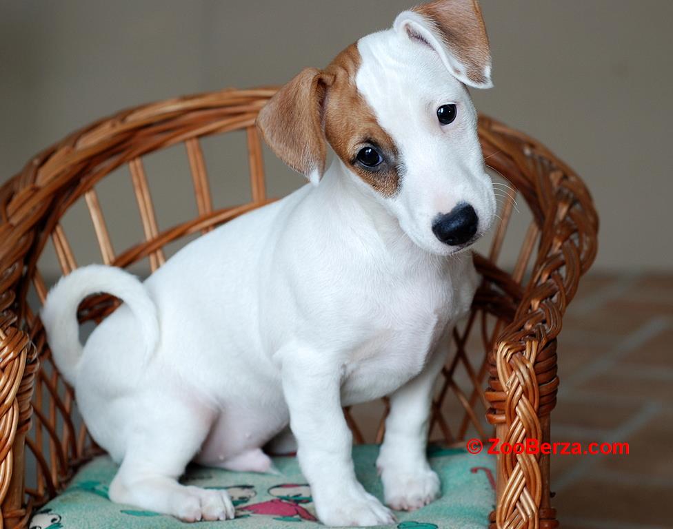 Stenci Jack Russell