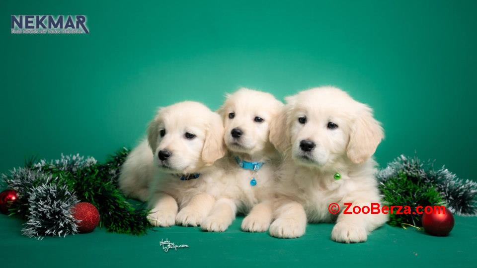 Dostupni za rezervaciju štenci Zlatnog retrivera 