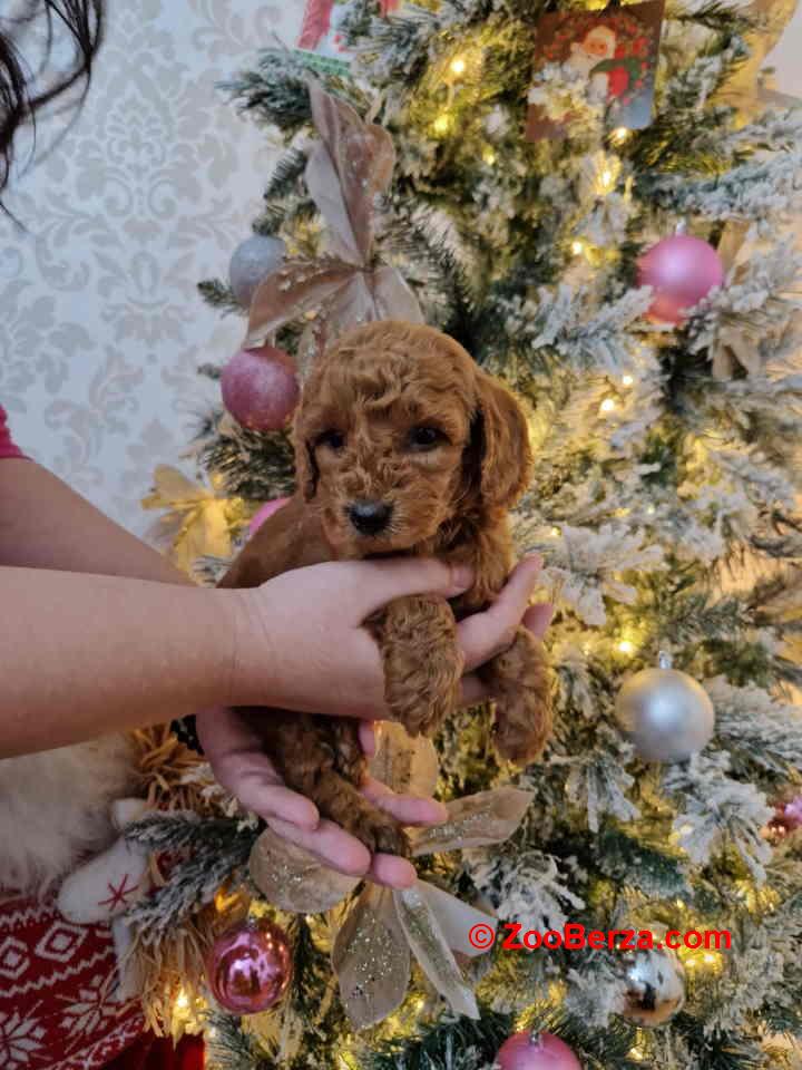 Preslatke malene toy pudle spremne za preuzimanje 