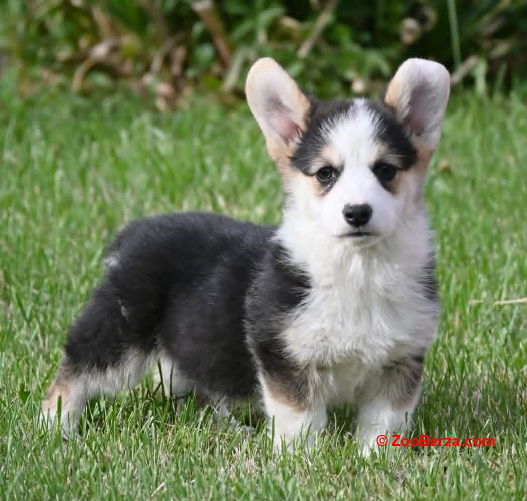 Velški korgi/Welsh Corgi Pembroke