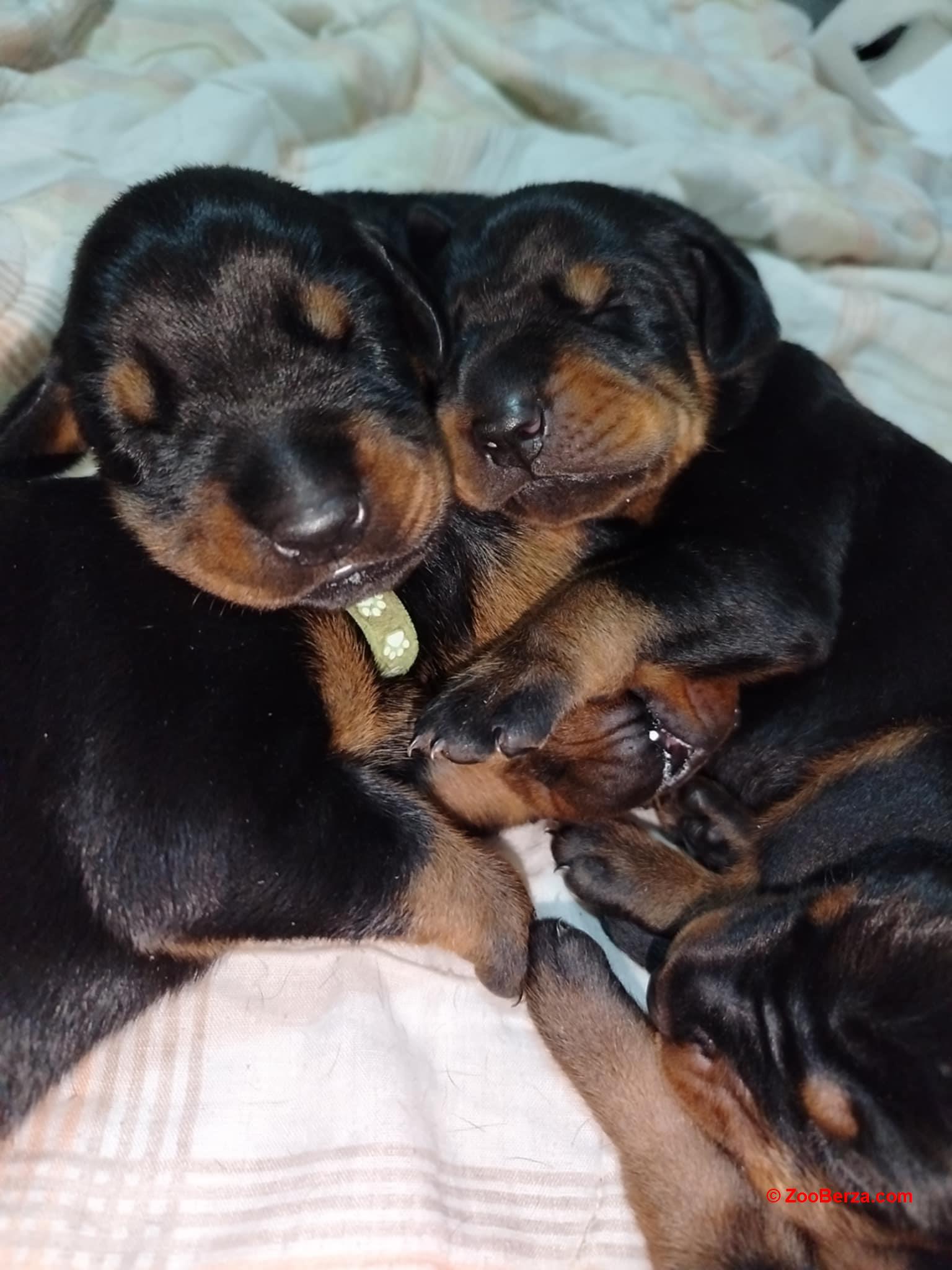 Doberman stenci