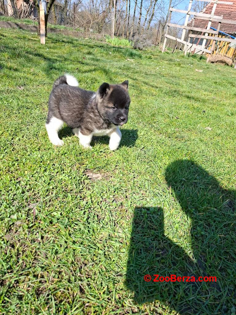 Americka Akita prelepi stenci